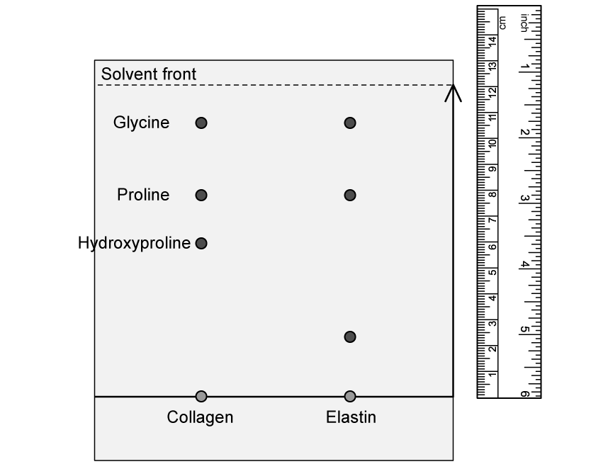 Diagram of a chromatography plate with dots showing glycine, proline, and hydroxyproline. Collagen and elastin spots are at the bottom. A ruler is on the right. The unidentified amino acid has moved 2.3 cm from the origin and the solvent has moved 12 cm from the origin.