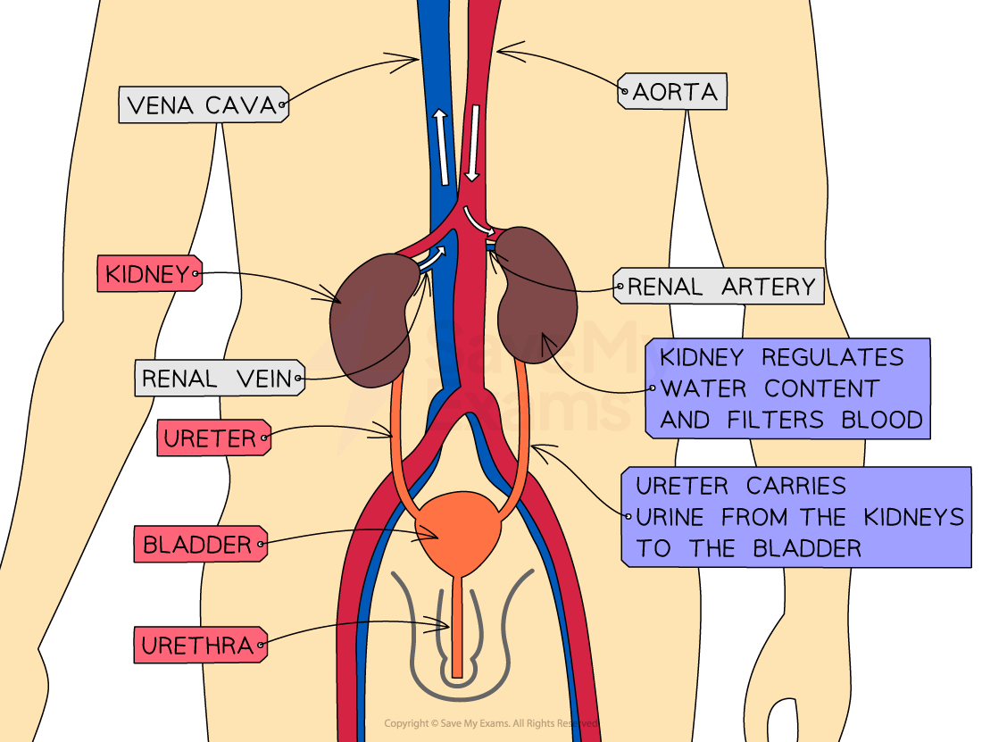 Diagram of the human urinary system showing kidneys, renal artery, vein, ureter, bladder, and urethra with labelled functions and blood flow.