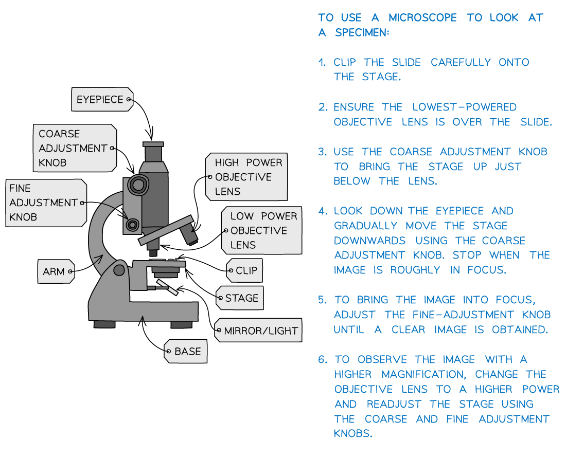 Diagram of a labelled microscope with usage instructions for viewing a specimen. Includes labelled parts and step-by-step guidance for focusing.
