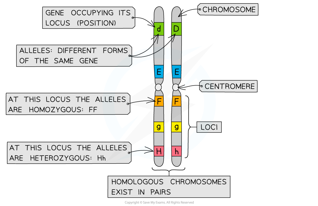 Diagram showing homologous chromosome pairs with labelled loci, alleles, and centromere, explaining homozygous (FF) and heterozygous (Hh) alleles.