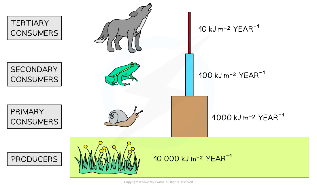 Energy pyramid diagram showing trophic levels: producers, primary consumers (snail), secondary consumers (frog), tertiary consumers (wolf).