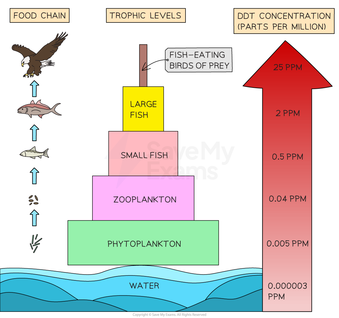 Food chain diagram showing DDT concentration at increasing trophic levels: water, phytoplankton, zooplankton, small fish, large fish, bird of prey.