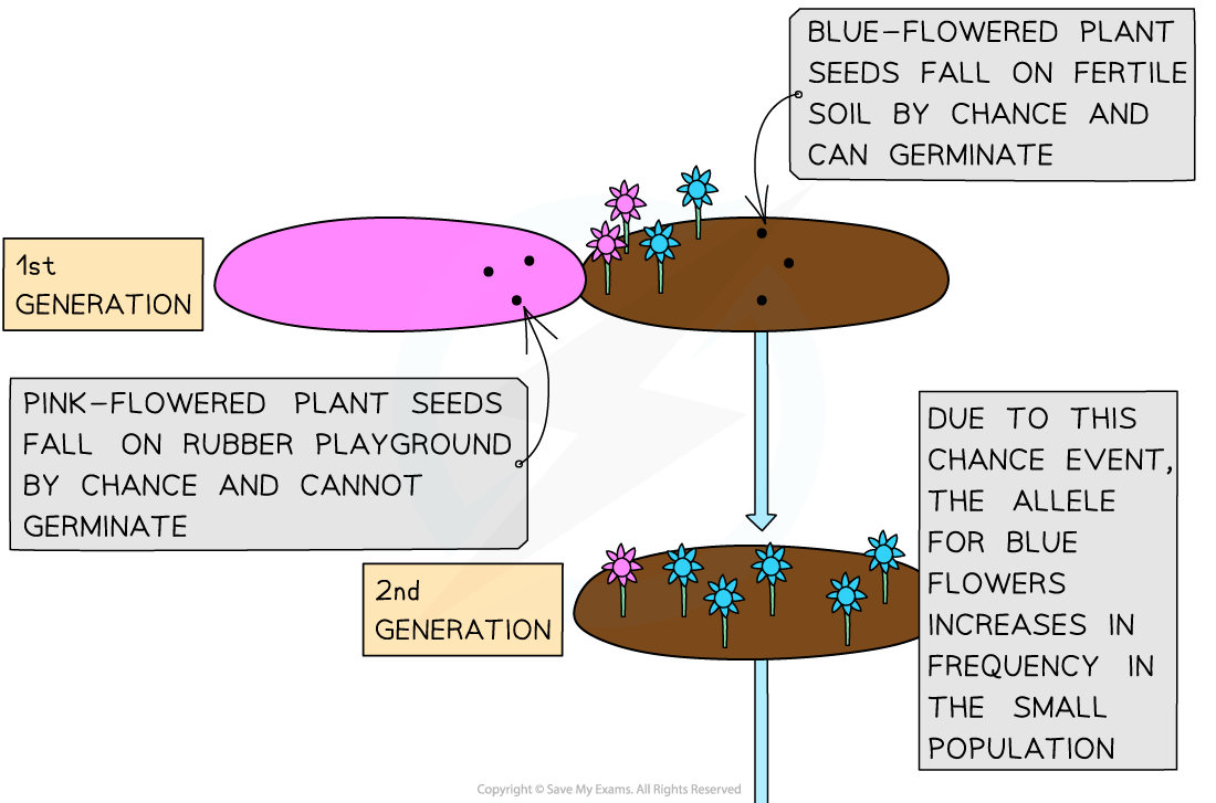 Diagram depicting genetic drift, showing pink-flowered plants failing to germinate on rubber, while blue-flowered plants germinate on fertile soil through chance.