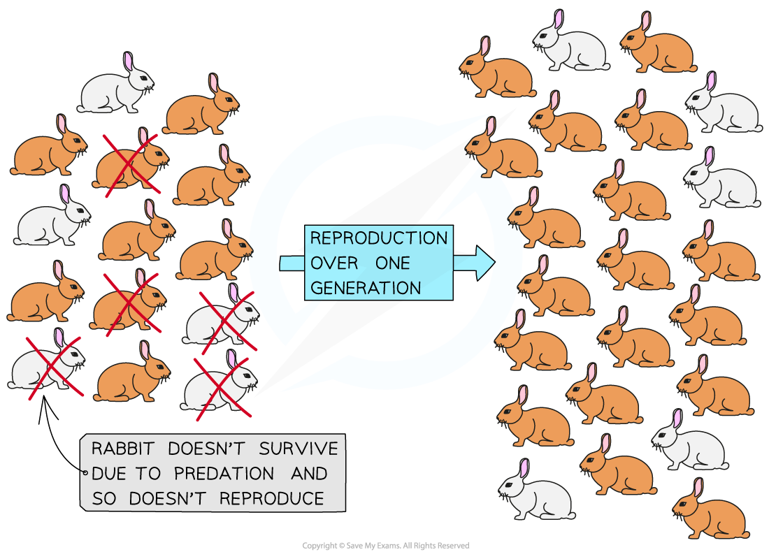 Diagram showing rabbit population, with survivors reproducing over generations. Some rabbits are crossed out due to predation, indicating survival challenges.
