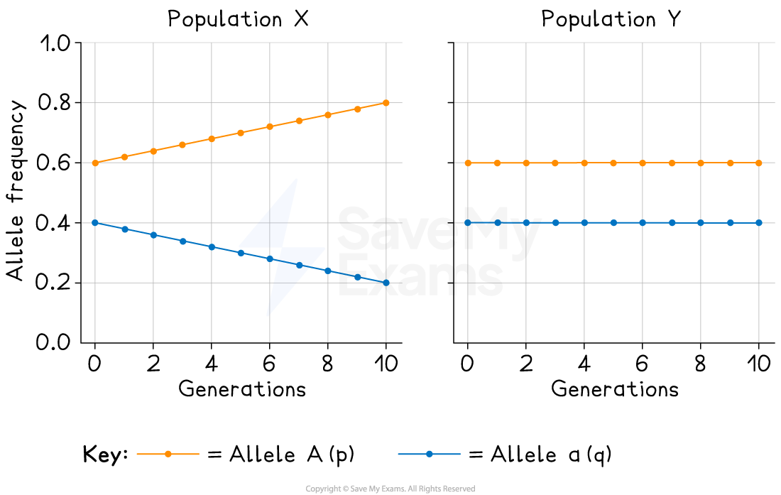 Two line graphs showing allele frequencies over generations: left graph shows change, right shows stability. Allele A is yellow, Allele a is blue.