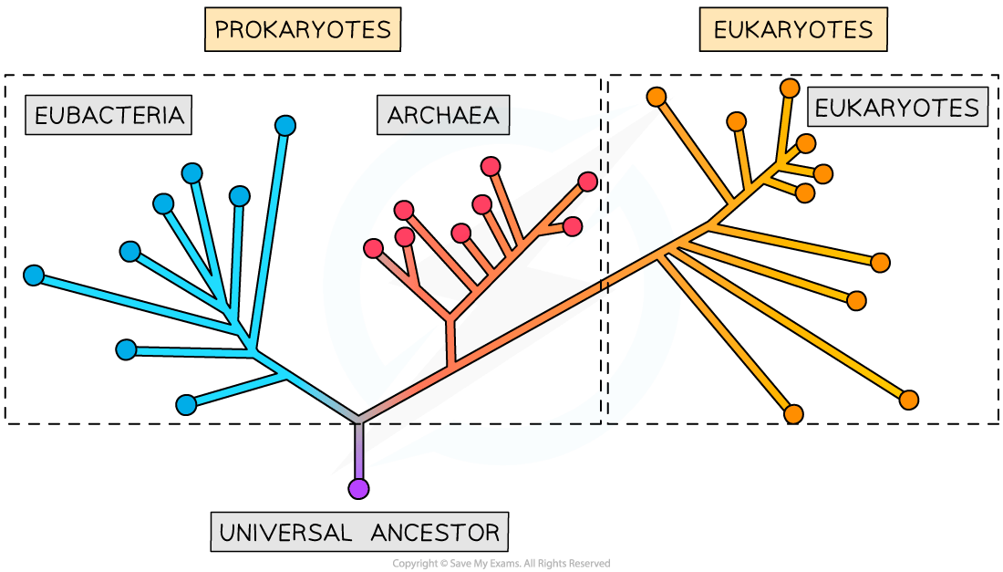 Diagram of evolutionary tree showing three domains: Eubacteria, Archaea, and Eukaryotes, originating from a universal ancestor.
