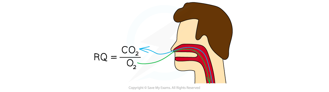 Diagram of human head and respiratory system showing oxygen inhalation and carbon dioxide exhalation with formula for respiratory quotient (RQ).