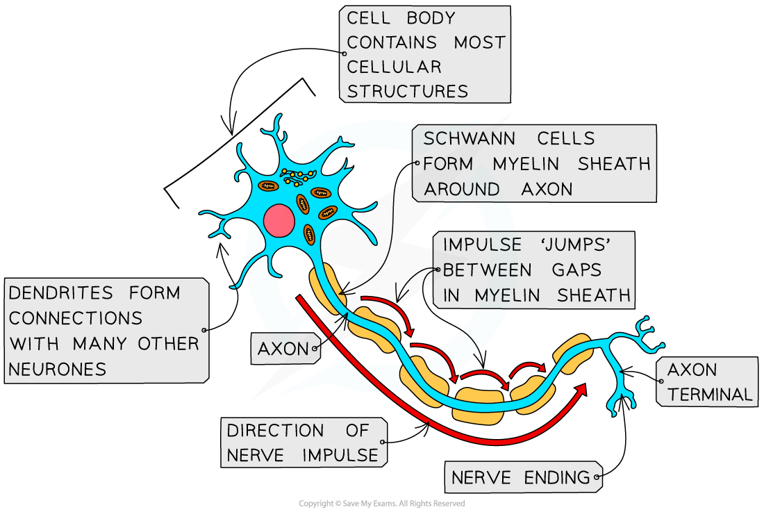 Diagram of a neurone showing labelled parts: cell body, dendrites, axon, Schwann cells with myelin sheath, nerve impulse direction, and axon terminal.