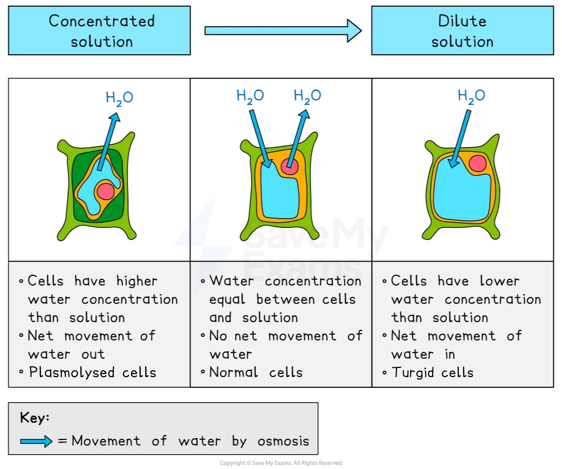 Diagram showing osmosis effects on cells. Left: Plasmolysed, water exits. Centre: Normal, no net movement. Right: Turgid, water enters. Key included.