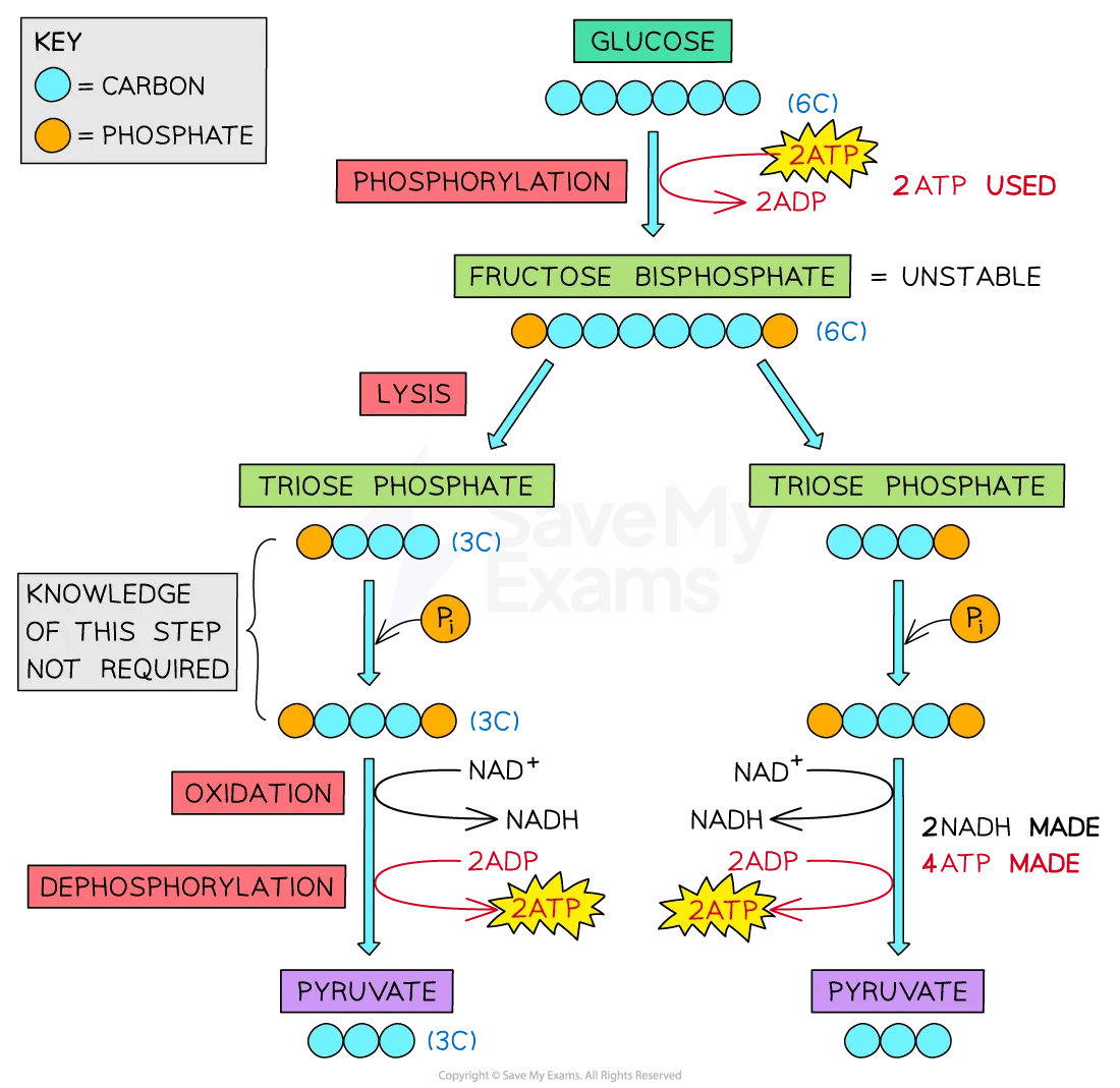 Flowchart of glycolysis process showing glucose breakdown with steps: phosphorylation, lysis, oxidation, and dephosphorylation, producing ATP and pyruvate.
