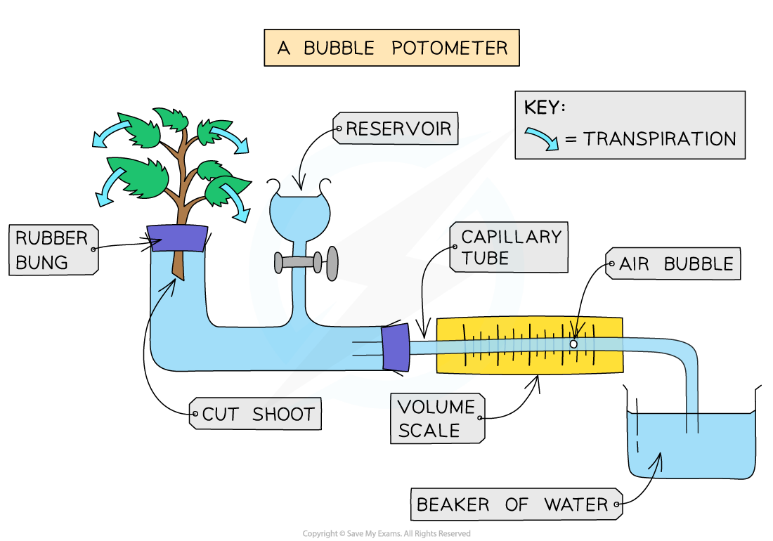 Diagram of a bubble potometer showing parts: reservoir, capillary tube with air bubble, volume scale, beaker of water, and cut shoot with transpiration.