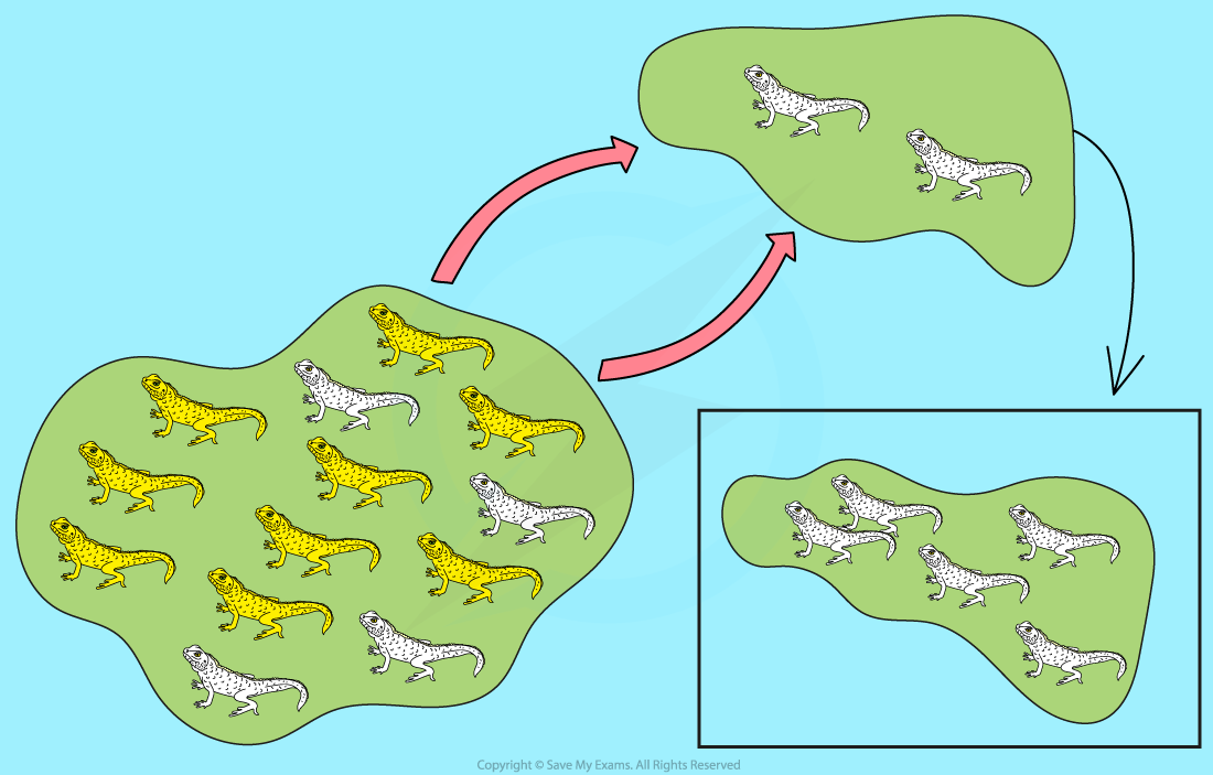 Diagram showing larger group of yellow and white lizards splitting, with white lizards moving to a new green area via red arrows.