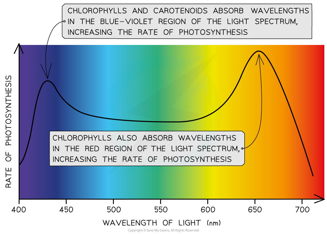 Graph showing photosynthesis rate versus light wavelength. Peaks at blue-violet (450 nm) and red (680 nm) indicate higher photosynthesis efficiency.