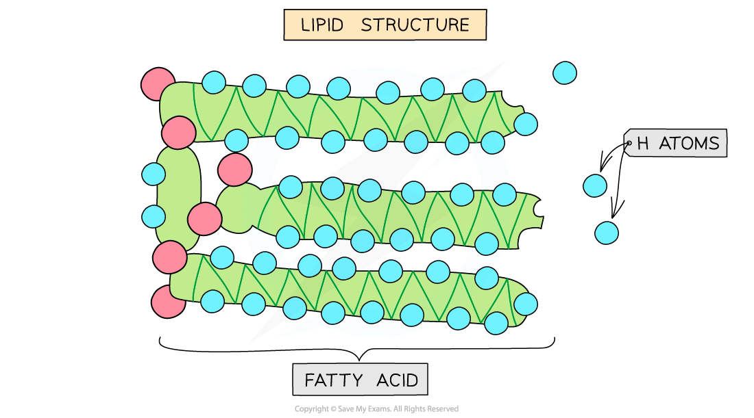 Diagram of a lipid structure showing three green zigzag lines representing fatty acids with blue circles for hydrogen atoms and pink circles for other molecules.