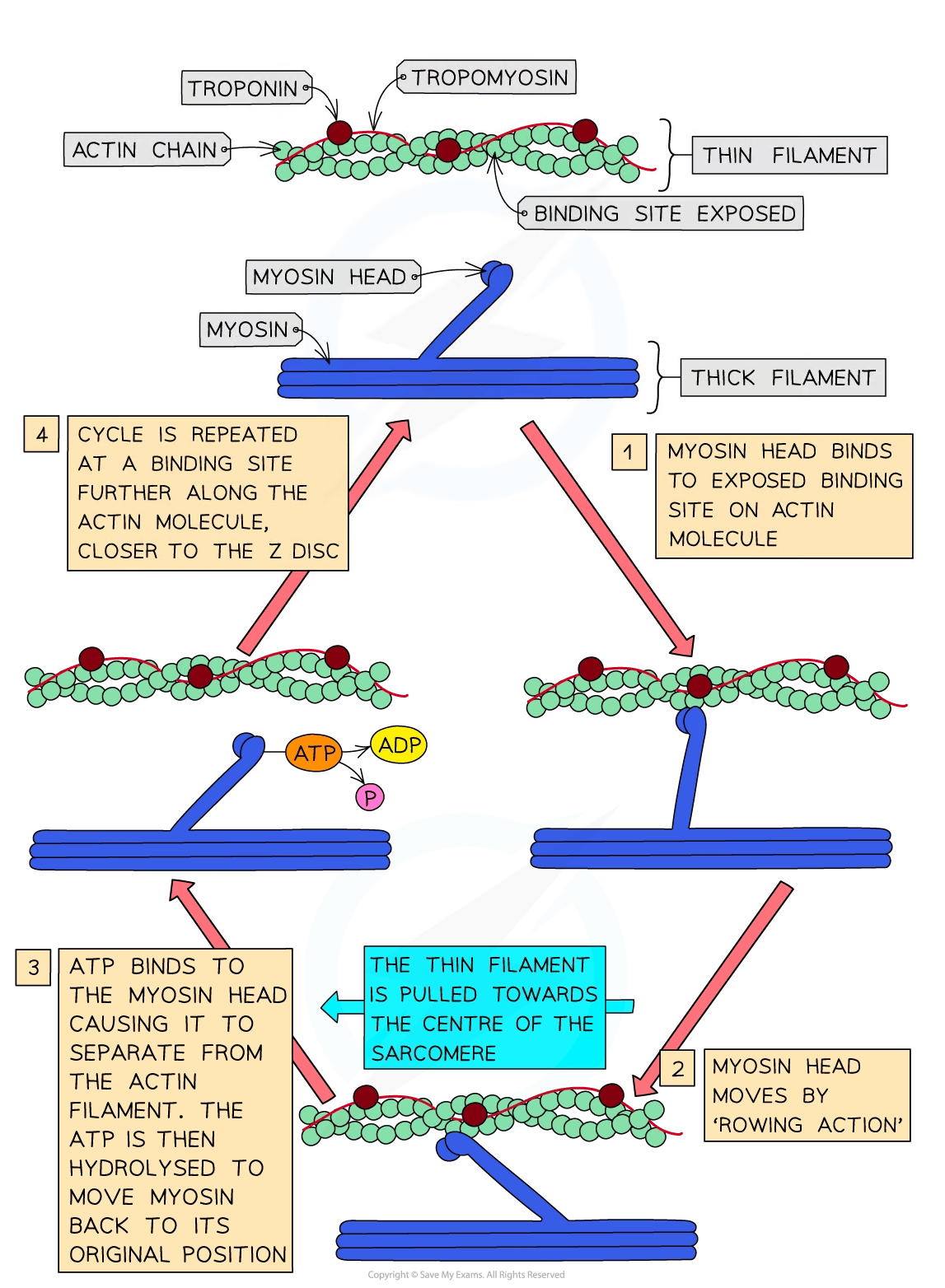 Diagram illustrating the muscle contraction cycle: myosin heads bind to actin, perform rowing action, detach via ATP, and repeat along the actin filament.