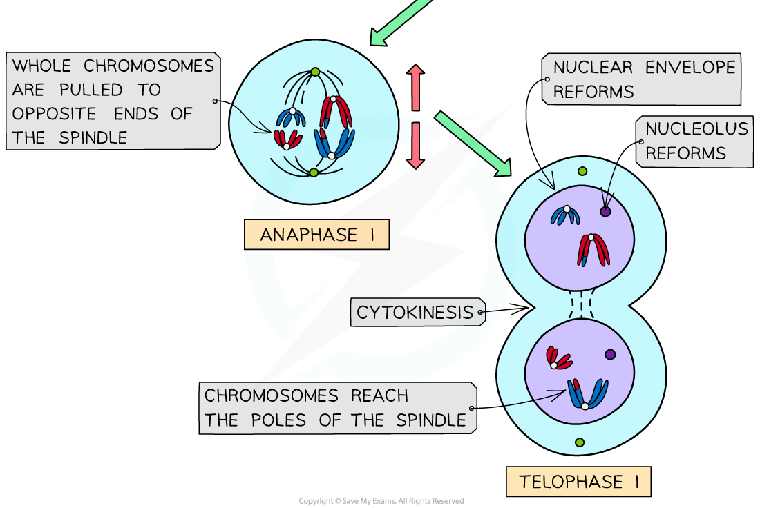 Diagram illustrating Anaphase I and Telophase I of meiosis. Chromosomes move to spindle ends; nuclear envelope and nucleolus reform; cytokinesis occurs.