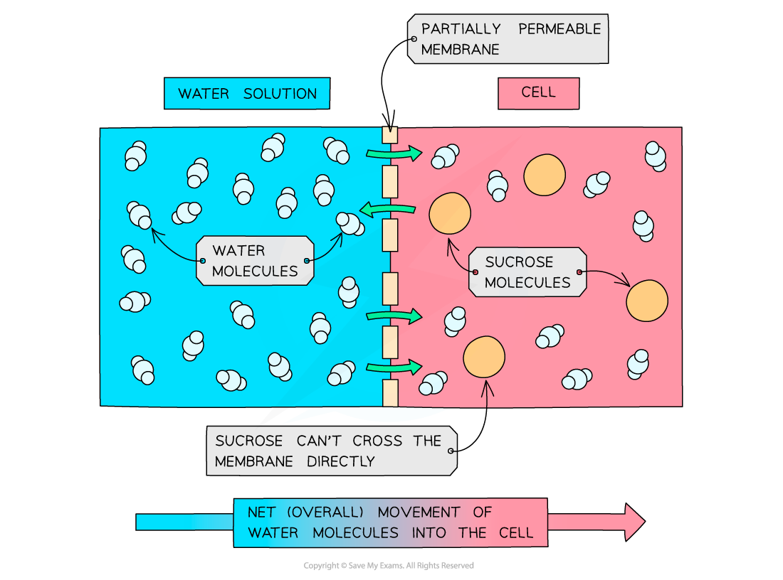 Diagram showing osmosis: water molecules move from a water solution into a cell, across a partially permeable membrane, past sucrose molecules.