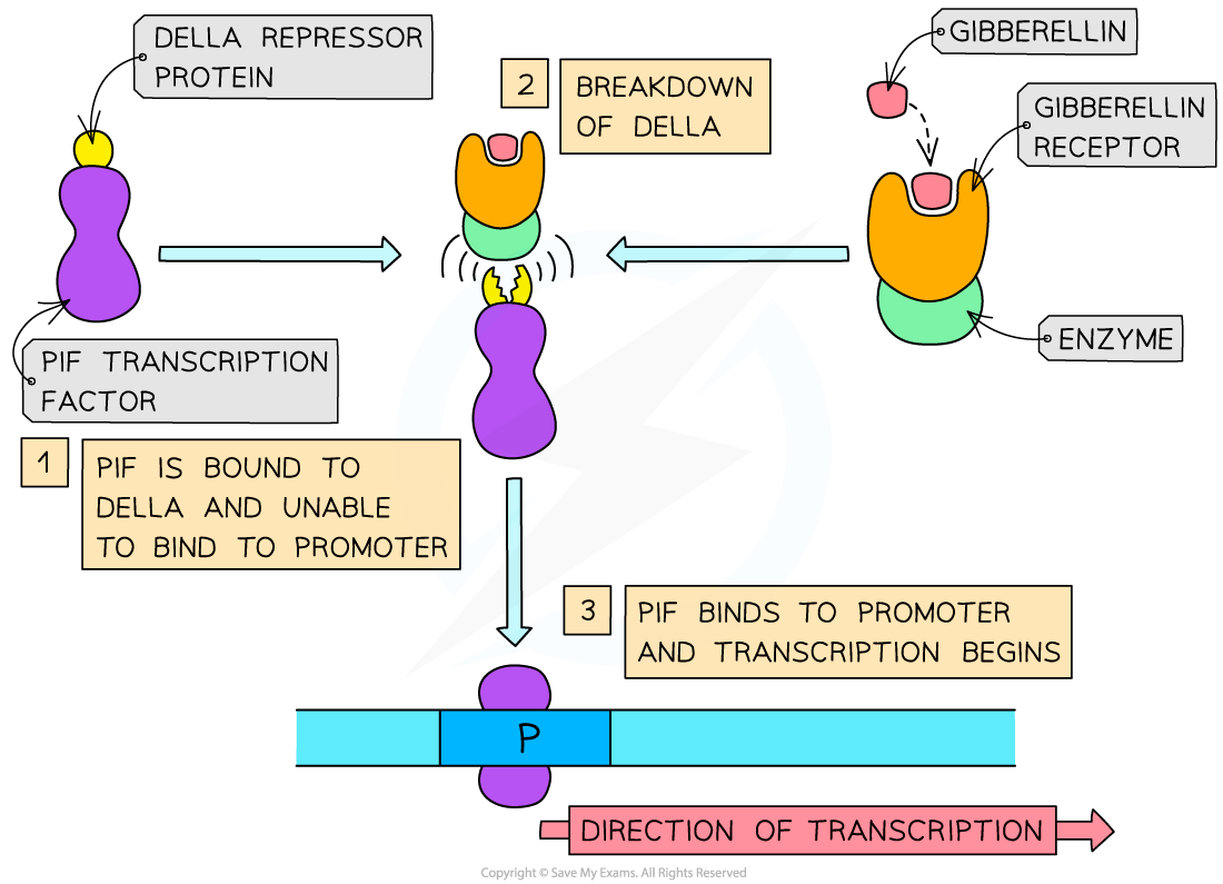 Flowchart of DELLA repressor protein regulating PIF transcription factor, showing gibberellin triggering DELLA breakdown to start transcription.