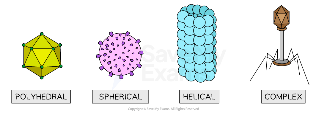 Diagram showing four virus shapes: polyhedral, spherical, helical, and complex, each with unique geometric features and labelled accordingly.