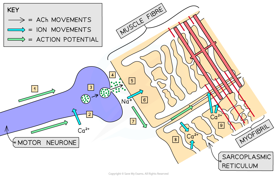 Diagram illustrating muscle fibre contraction with a motor neurone, ion movements, and action potentials; includes key and labelled steps.