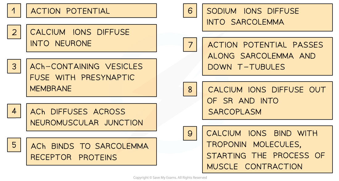 Nine-step diagram detailing muscle contraction: ion diffusion, neurotransmitter activity, sarcolemma and T-tubule involvement, leading to contraction initiation.
