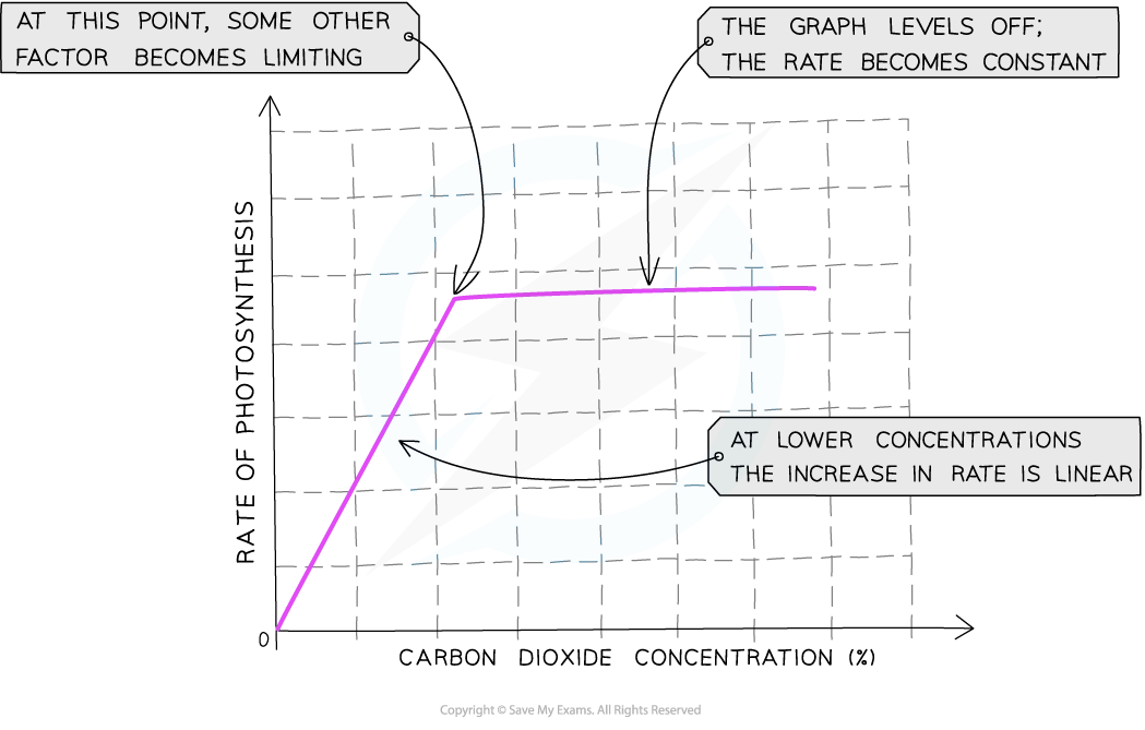 Graph showing the rate of photosynthesis vs. carbon dioxide concentration. Initially linear, it levels off when another factor becomes limiting.
