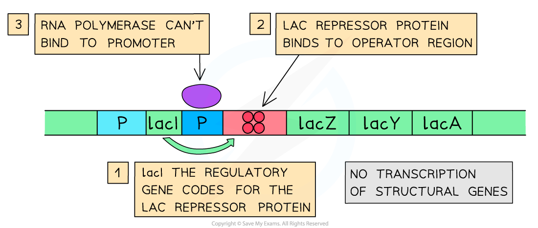 Diagram explaining lac operon function, showing RNA polymerase blocked, repressor-protein binding, and no transcription of structural genes.