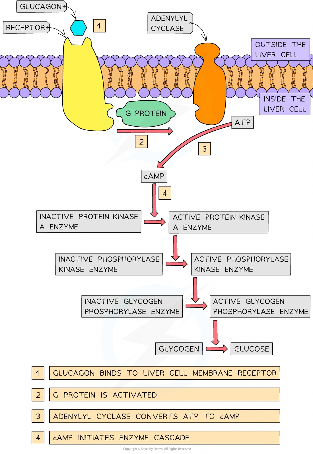 Diagram showing glucagon's effect on liver cells: it binds to receptors, activates G protein, converts ATP to cAMP, and triggers an enzyme cascade.