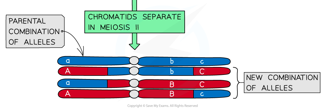Diagram showing chromatids separating in meiosis II, illustrating parental and new combinations of alleles in blue and red chromosomes.