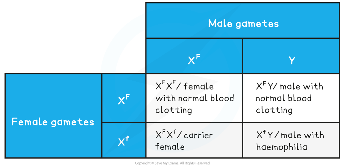 Punnett square showing inheritance of haemophilia. Female and male gametes create possibilities for normal clotting or haemophilia in offspring.