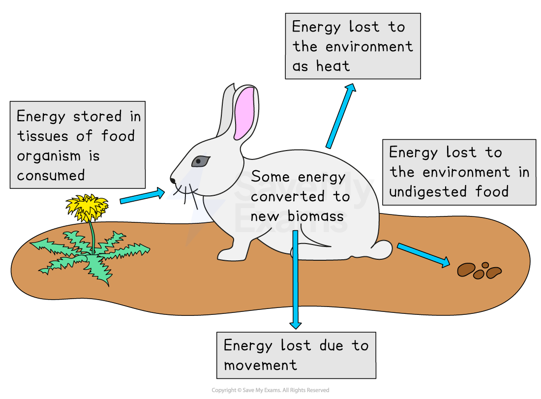 Diagram of a rabbit showing energy flow: food consumed, some energy converted to biomass, and remaining energy lost as heat, movement, and in undigested food.