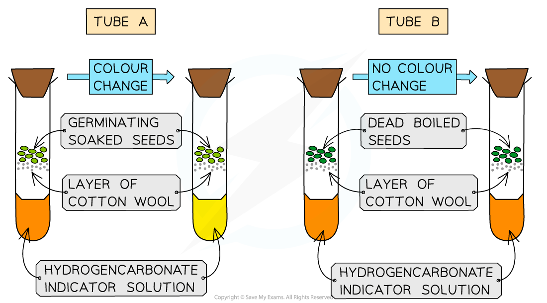 Diagram comparing two test tubes with hydrogen carbonate indicator. Tube A shows colour change with germinating seeds, Tube B no change with dead seeds.