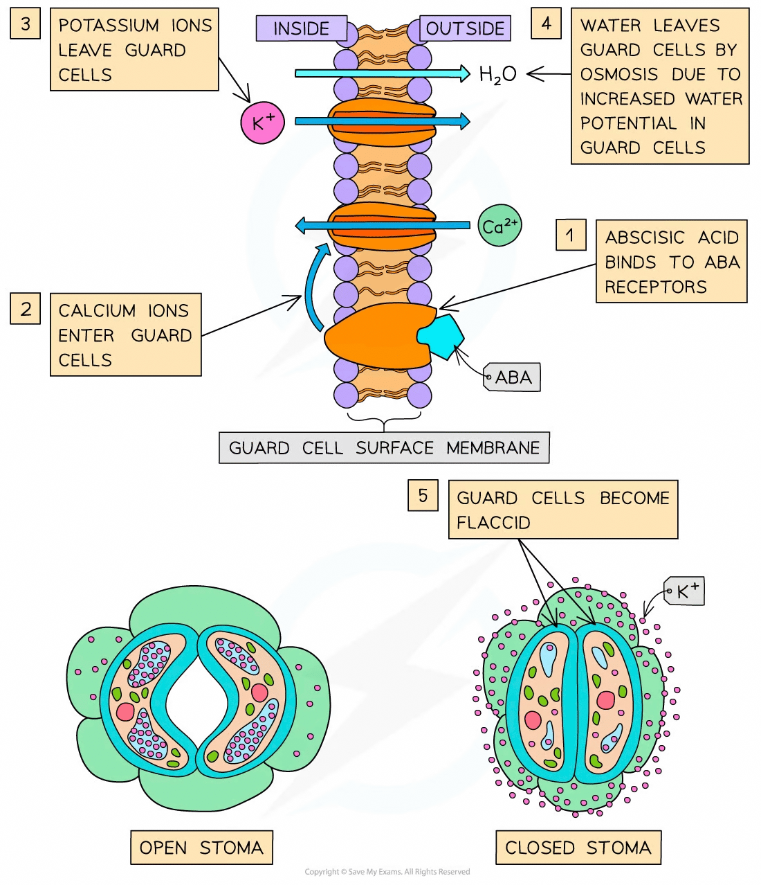 Diagram showing guard cell mechanism: abscisic acid prompts ion exchange, causing water loss and flaccidity, resulting in stoma closure.