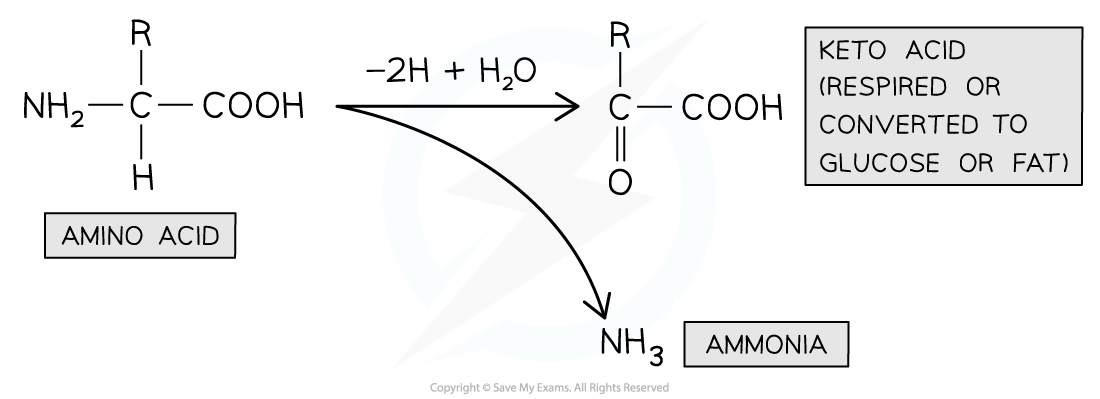 Diagram showing amino acid conversion to keto acid and ammonia, releasing water and hydrogen. Keto acid can be respired or converted to glucose or fat.
