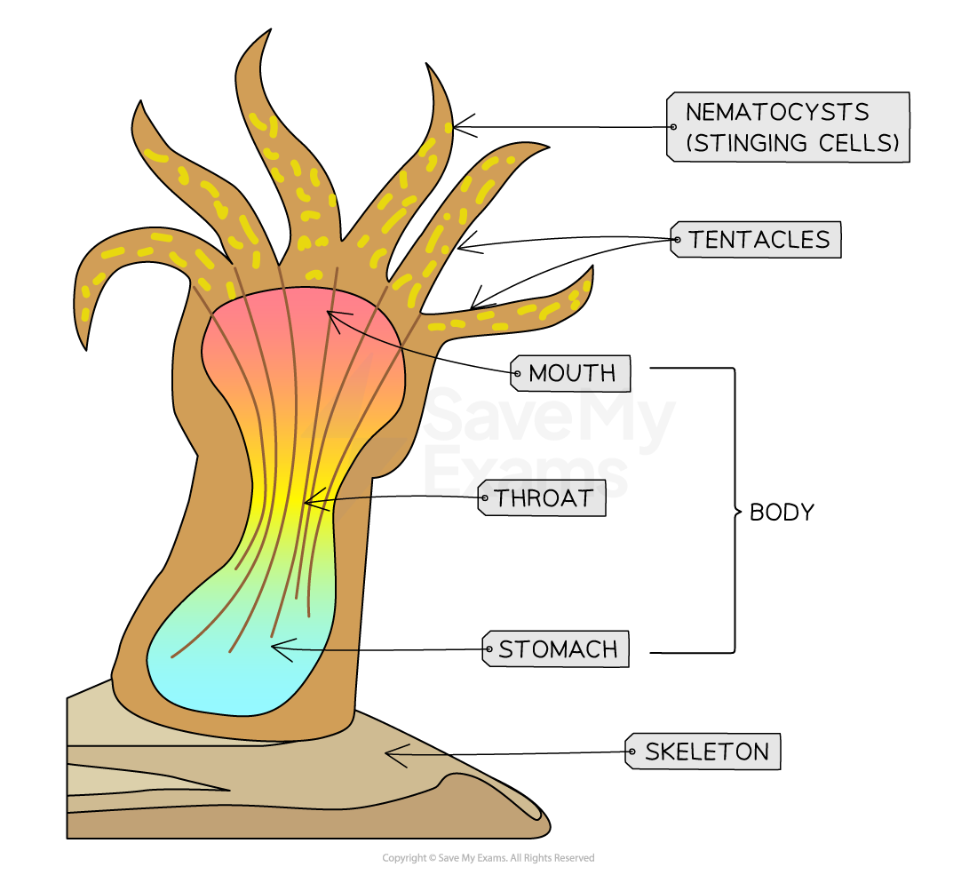 Diagram of a coral polyp, showing labelled parts: nematocysts, tentacles, mouth, throat, stomach, body, and skeleton, on a rock base.