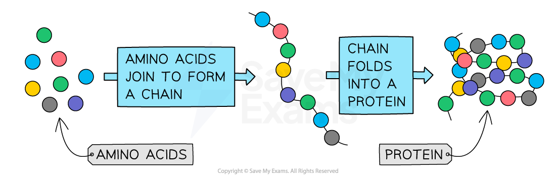 Diagram showing amino acids forming a chain, then folding into a protein. Coloured circles represent different amino acids and protein structure.