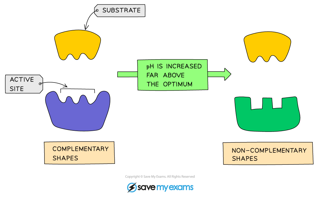 Diagram of enzyme-substrate interaction showing complementary and non-complementary shapes due to pH increase above optimum, affecting active site.