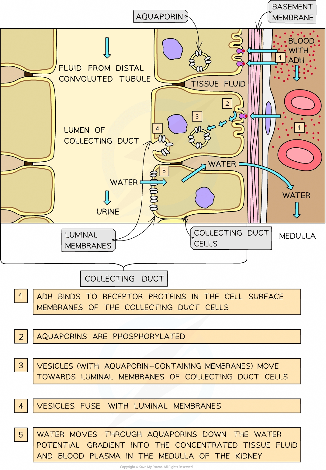 Diagram of water reabsorption in kidney collecting duct, showing ADH action, aquaporin movement, and water passage from tubule lumen to medulla.