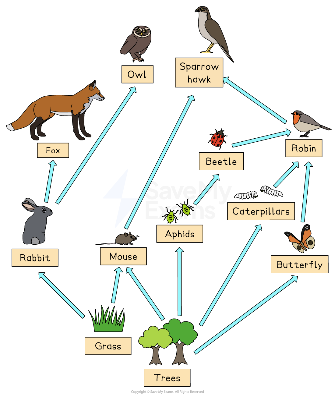 Food web diagram showing interactions: grass to rabbit, caterpillar, earthworm; rabbit, frog to fox; caterpillar, mouse to sparrow; mouse, frog to hawk.