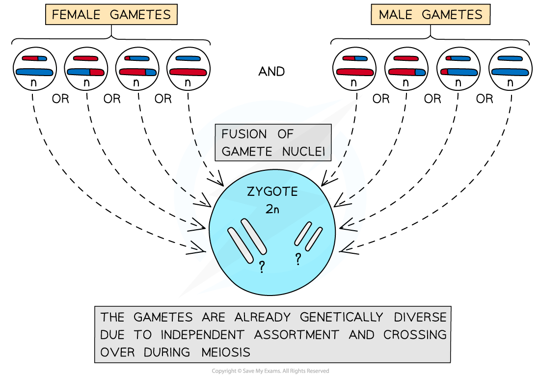 Diagram showing fusion of male and female gamete nuclei forming a genetically diverse zygote, highlighting meiosis's role in diversity.