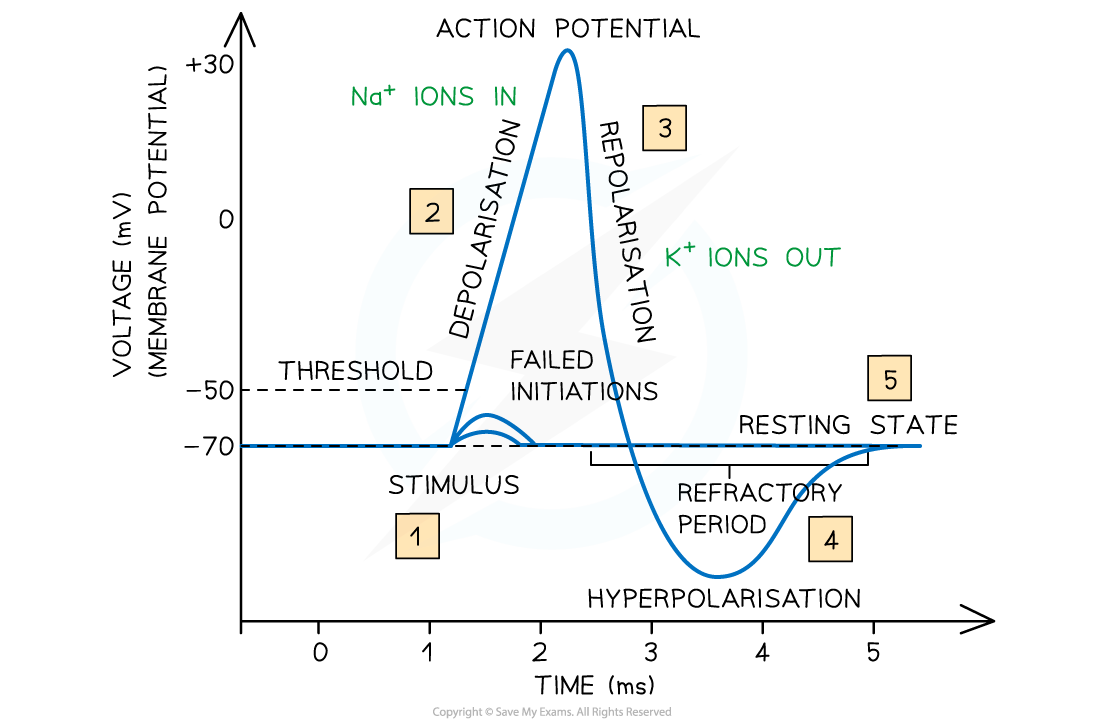 Graph depicting action potential showing stages: stimulus, depolarisation, repolarisation, hyperpolarisation, and resting state, with ion movement.