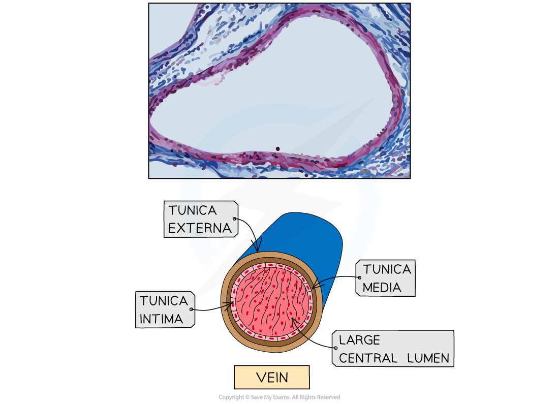 Cross-section of a vein showing labelled layers: tunica externa, tunica media, tunica intima, and large central lumen, with a related histological image.