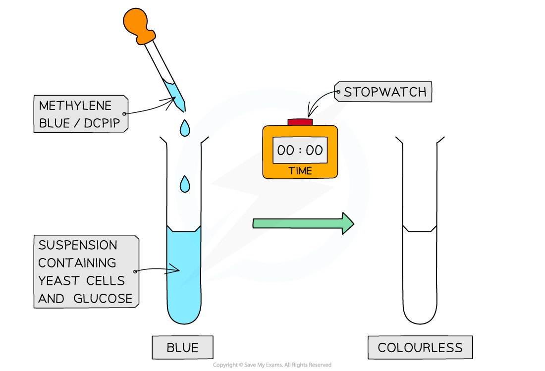 Pipette adds methylene blue to yeast suspension, turning from blue to colourless. Stopwatch indicates timing process, illustrating a chemical reaction.