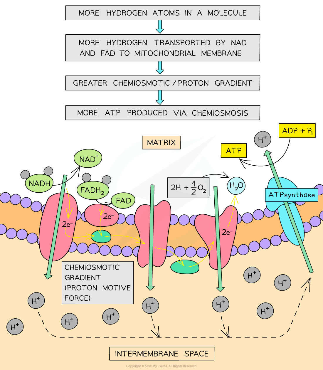 Diagram illustrating ATP production in mitochondria, showing hydrogen transport, chemiosmotic gradient, and ATP synthesis via NAD, FAD, and ATP synthase.