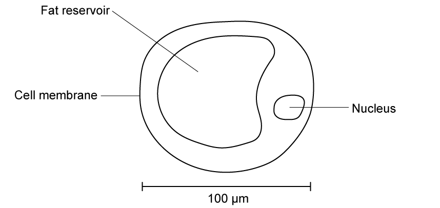 Diagram of an adipocyte showing cell membrane, large fat reservoir, and nucleus, with a scale bar indicating a diameter of 100 micrometres in length.