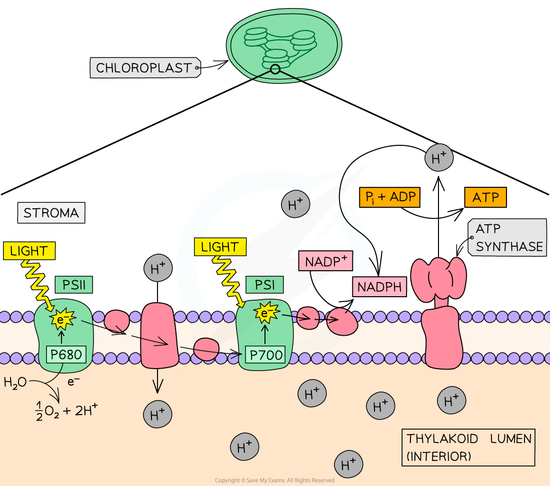Diagram of photosynthesis in a chloroplast, showing light reactions with PSI, PSII, ATP synthase, proton gradient, and electron transport chain in thylakoid.