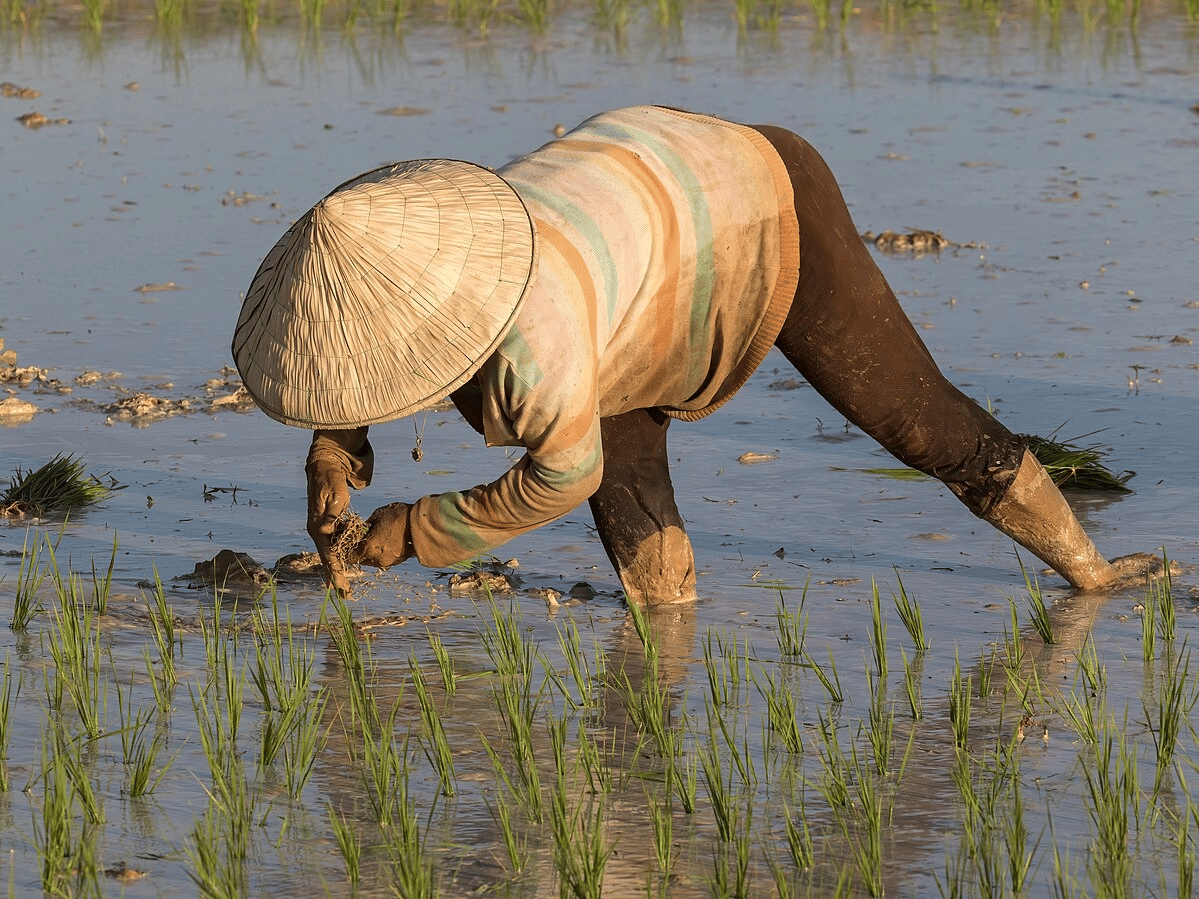 Person in traditional straw hat planting rice seedlings in a flooded paddy field under bright sunlight, with green shoots visible.
