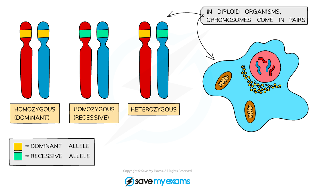 Diagram of chromosomes showing homozygous dominant, recessive, and heterozygous pairs, with cell context indicating diploid organisms.