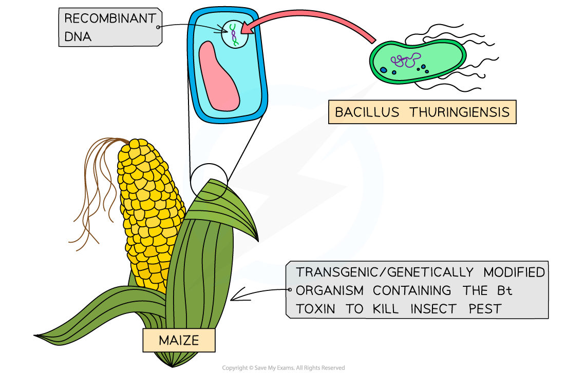 Diagram of a maize plant genetically modified with recombinant DNA from Bacillus thuringiensis to produce Bt toxin for insect pest control.