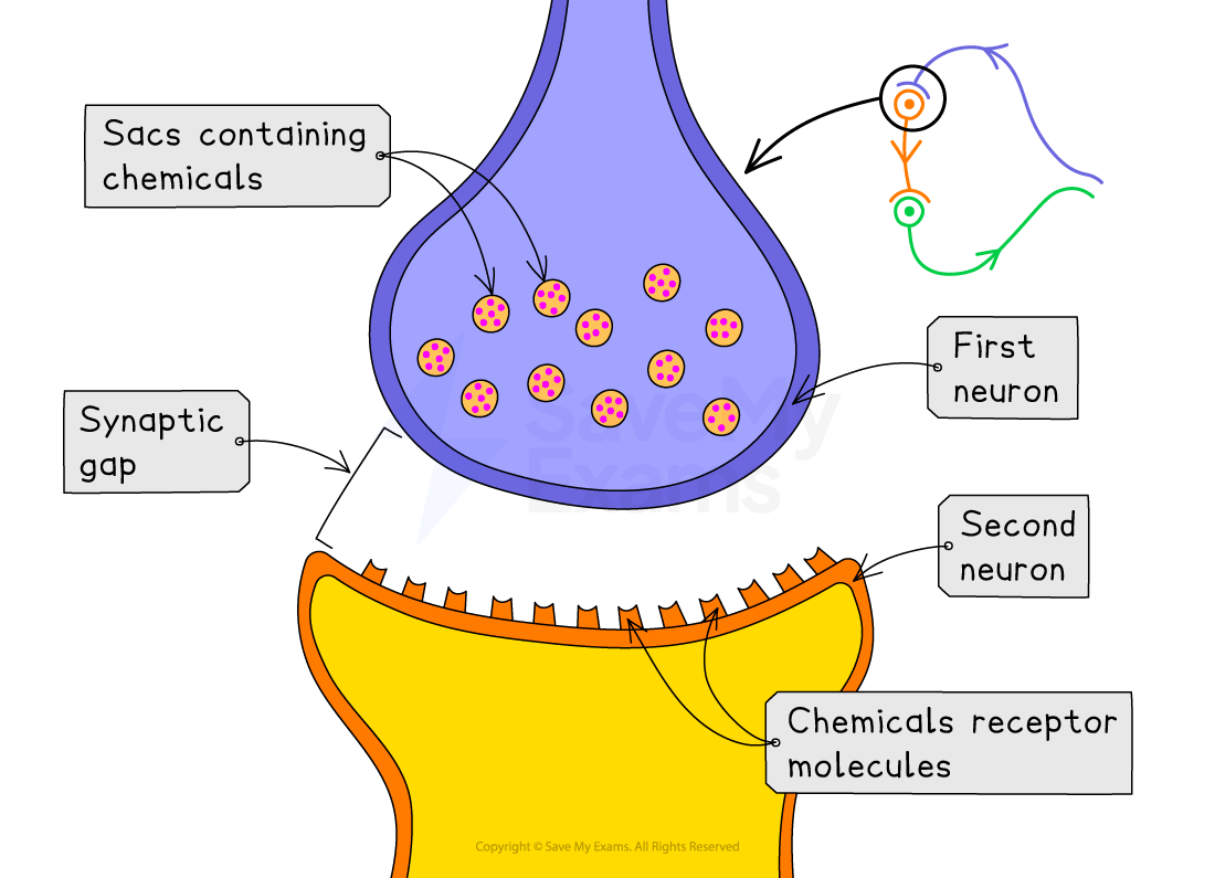 Diagram of neurons showing synaptic transmission. A synaptic gap separates two neurons, with sacs containing chemicals and receptor molecules labelled.